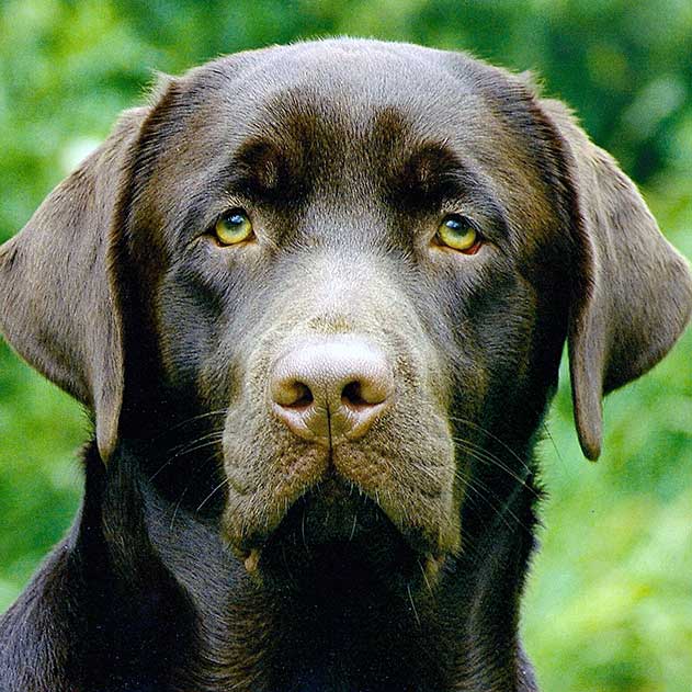 Alfie the Labrador