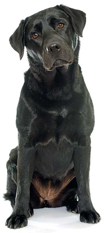 Black Labrador