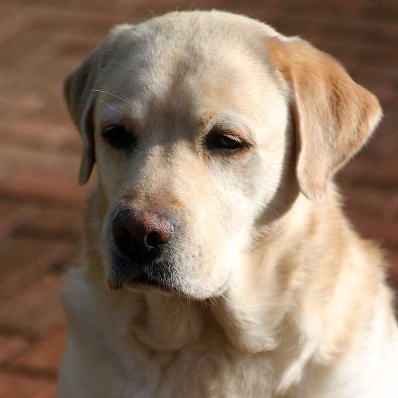 Dannie the Labrador