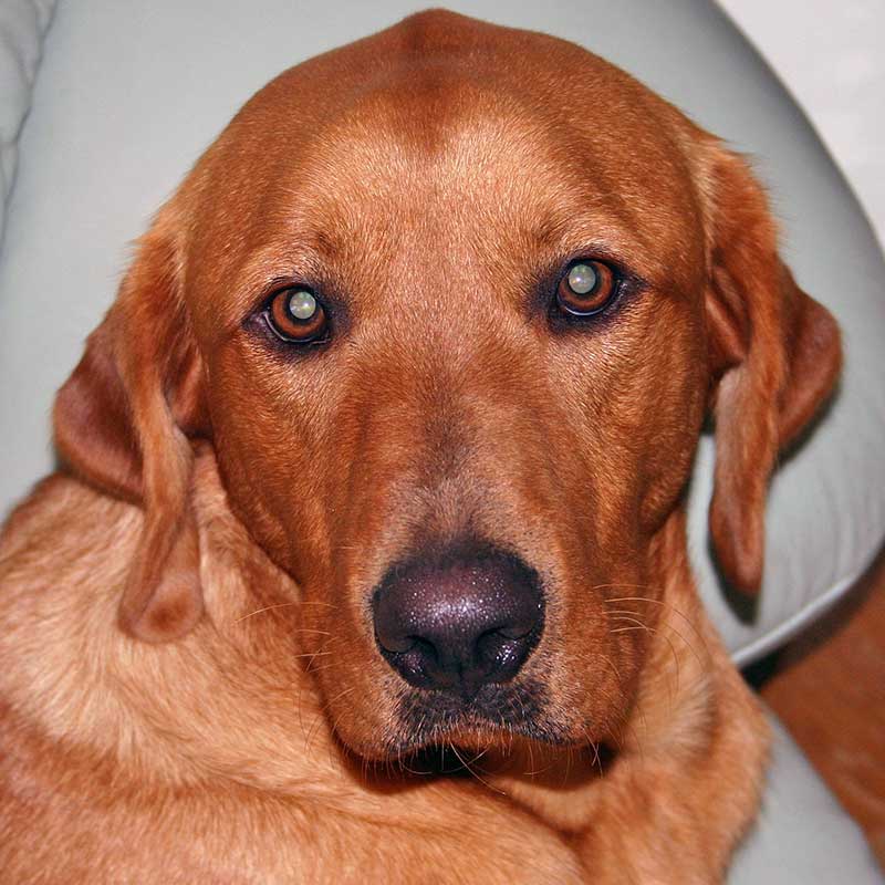 Maxxie the Labrador