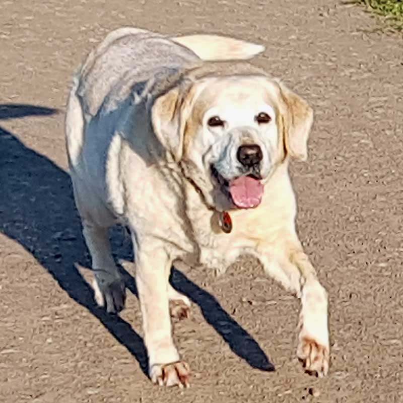 Mollie the Labrador