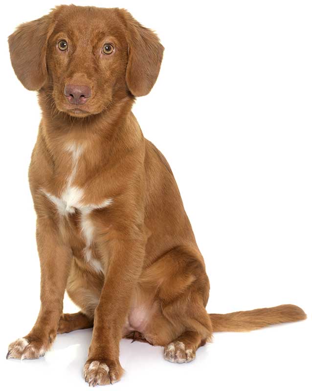 Nova Scotia Duck Toller